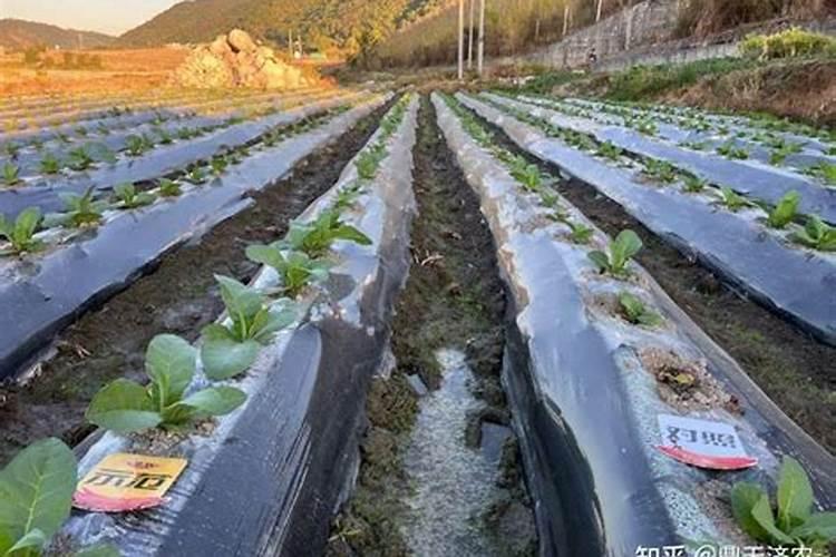 怎样种植烤烟产量高