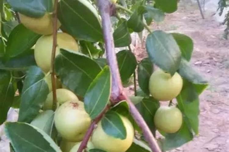 氮磷 钾肥的鉴别