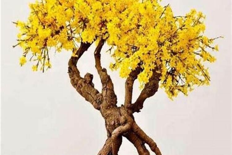 迎春花的施肥方法用什么肥料？