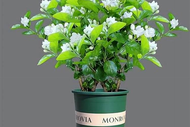 茉莉花的施肥时间和方法 茉莉花怎么施肥