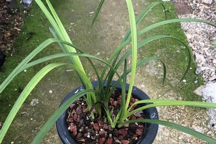 兰花营养土可以种茉莉花吗