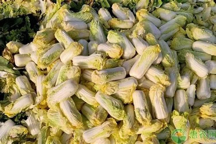 大棚蔬菜娃娃菜根腐病用什么？娃娃菜黄叶死苗怎么办？娃娃菜软腐烂根病...