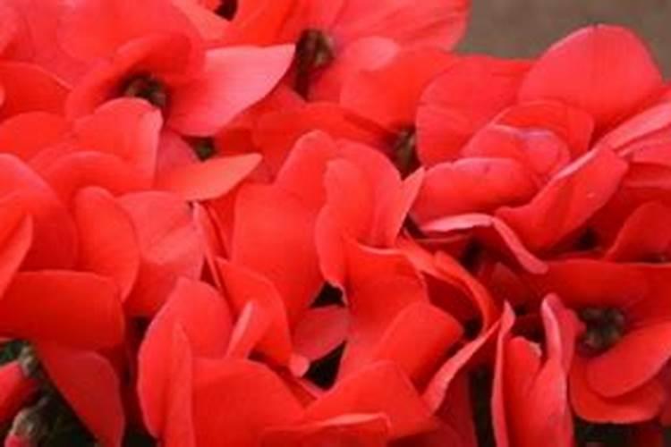 仙客来用什么肥料催花