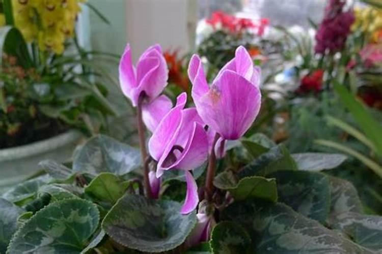 仙客来用什么肥料催花