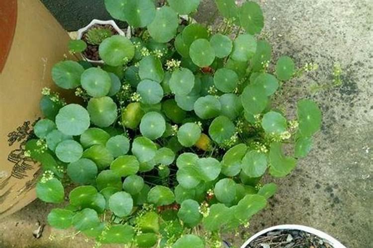 观叶盆景叶面喷施什么肥好？观叶盆景养护施肥方法