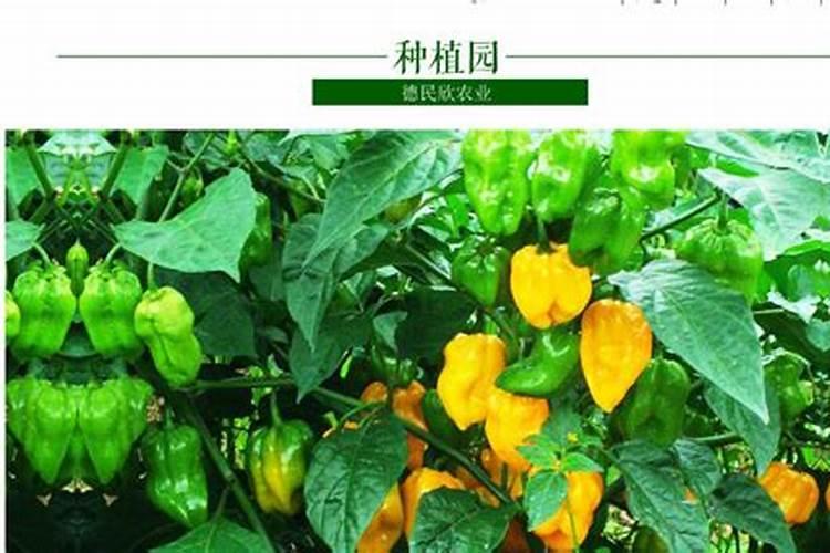 让辣椒高产的追肥建议,种辣椒用叶面肥哪个好