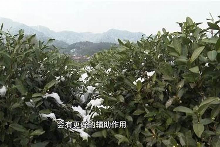 茶树炭疽病的发病原因及治疗方法