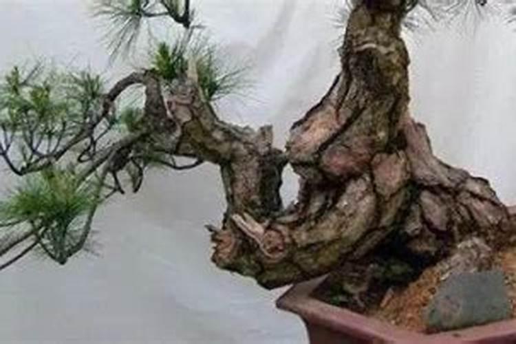 金吐朱怎么栽植？