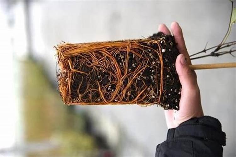 常见的盆景树木种类有哪些？