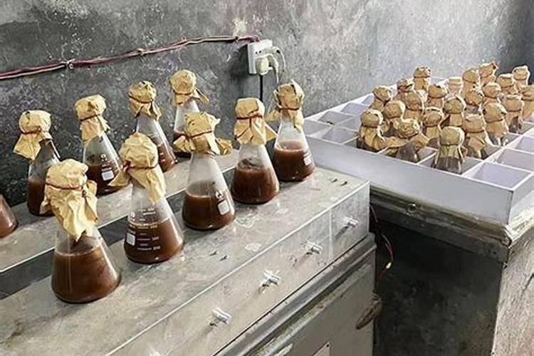 如何养护好火焰兰？