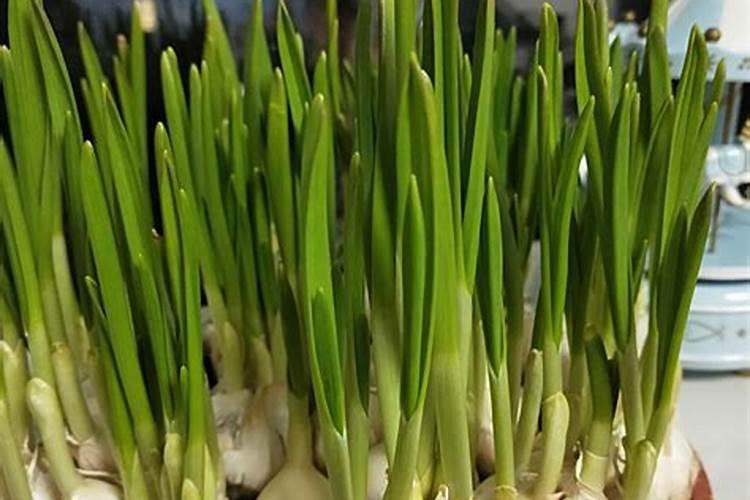 蒜苗用什么肥料好