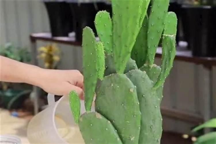 盆栽茉莉花施什么肥会比较好