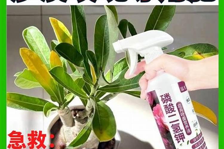 沙漠玫瑰砍头后用施肥嘛？施什么肥好？