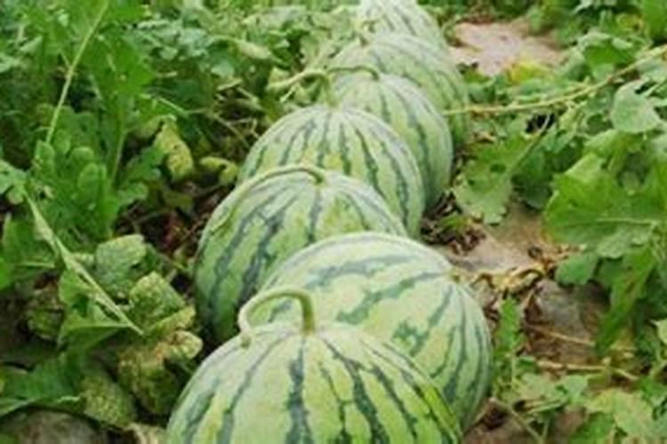 西瓜结果时需要施什么肥料
