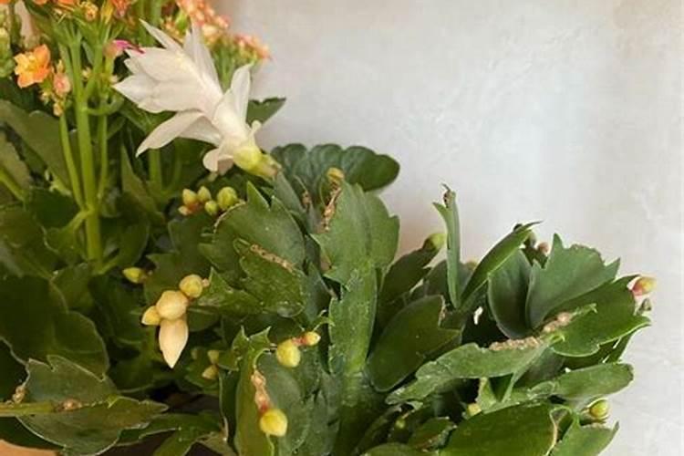 让蟹爪兰开花施什么肥