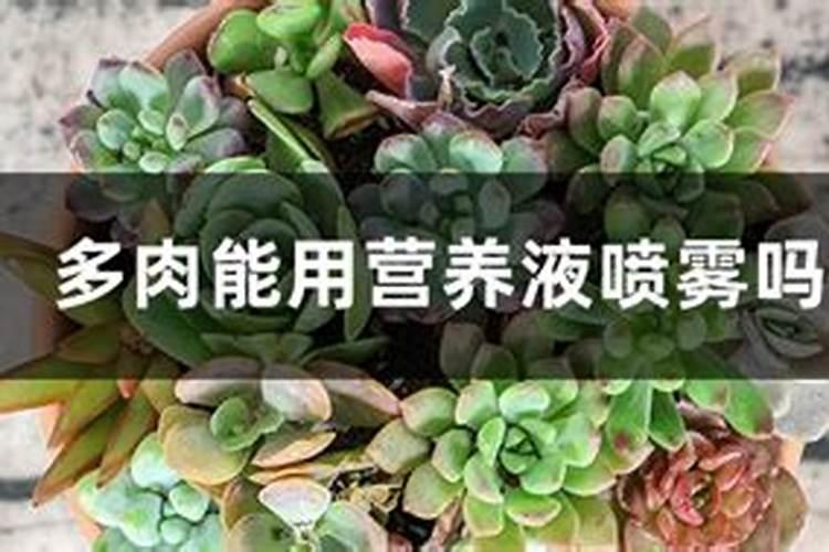 请教一下多肉植物要怎么施肥呢
