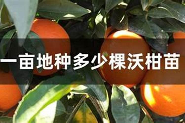 沃柑徐州在徐州的种植方法与步骤