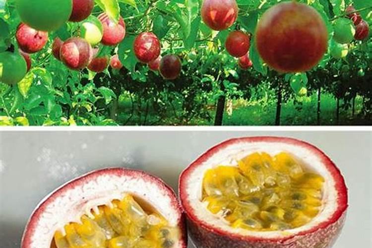 百香果施什么肥料最好