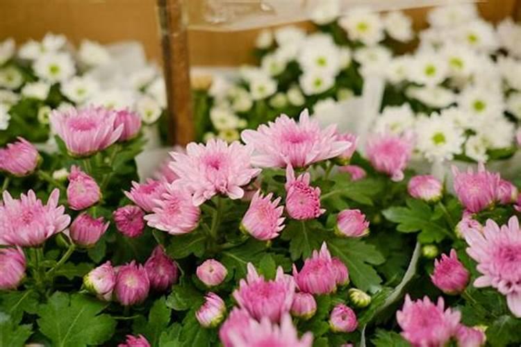 菊花开花时施什么肥