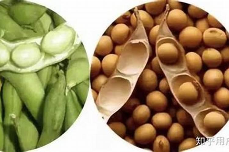 黄豆生虫了怎么处理