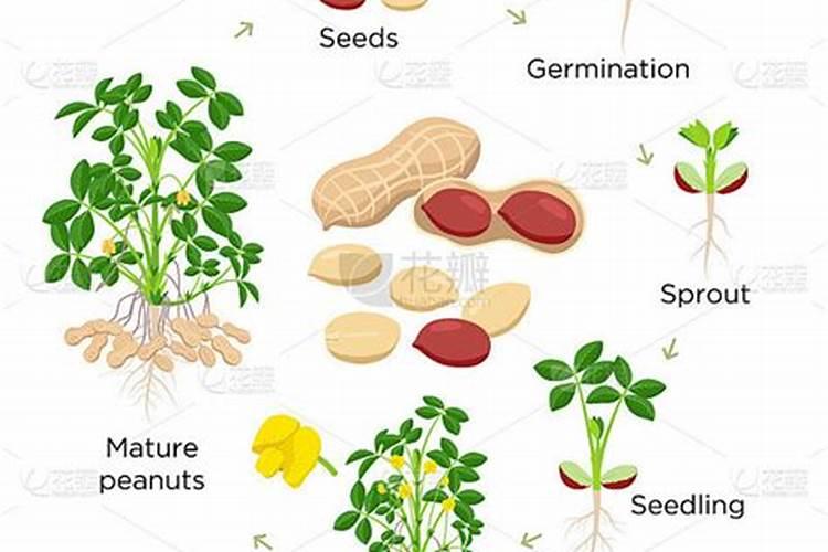 花生什么时候施肥料最佳时间