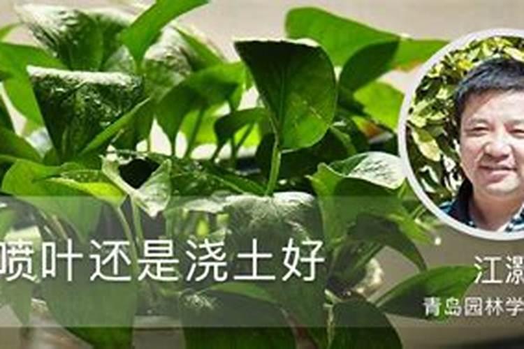 梅花为什么不能用营养土