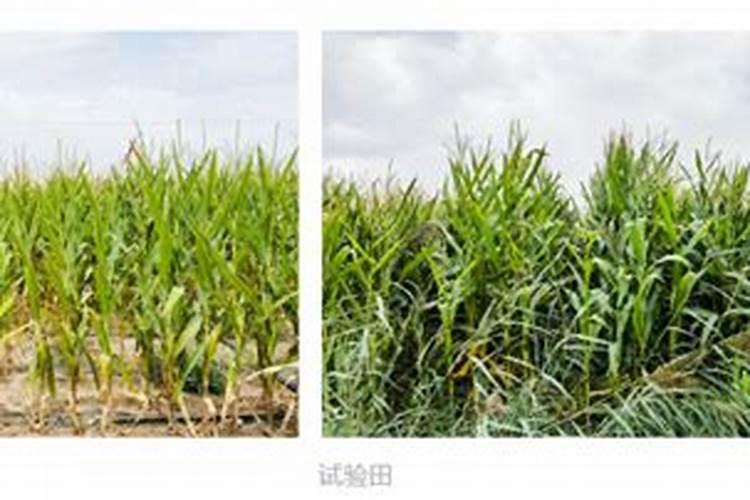 沼气液怎么利用