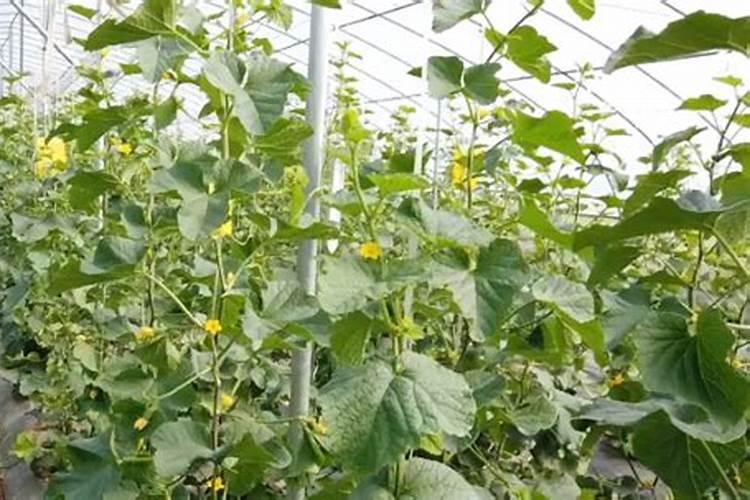 茄子栽培过程中小苏打的使用方法是怎样的