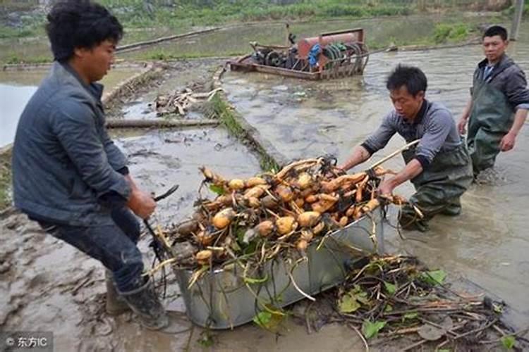 一亩藕带种植成本 附栽培技术