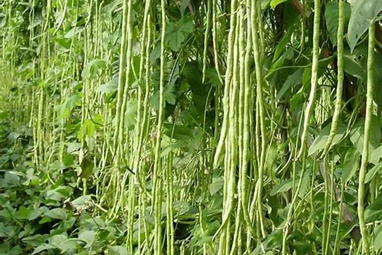 豆角种植:掌握豆角的生长习性和施肥技术,想不高产都难!