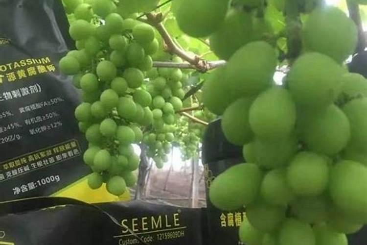 喷复硝酚钠过量和淋矿源黄腐酸钾过量致沙糖桔成僵果,7月中下旬果径才1...