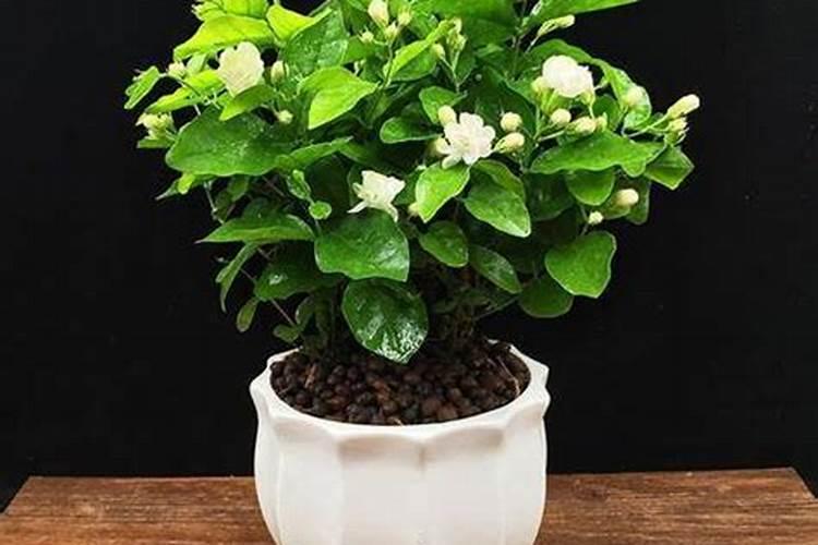 茉莉花施什么肥开花多