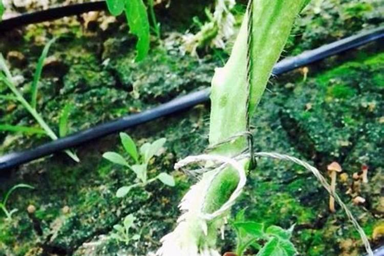 番茄苗各个阶段的根系