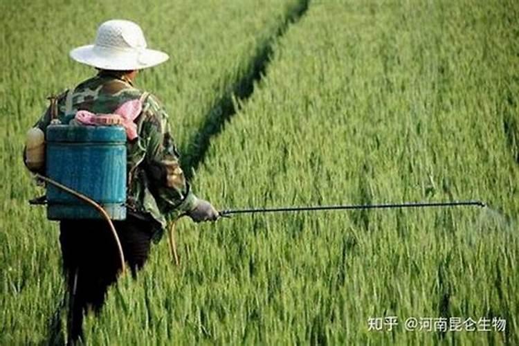 叶面喷施肥有哪些