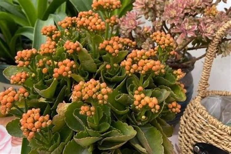 营养液喷叶还是浇土好？掌握了这些自己也可以配营养液