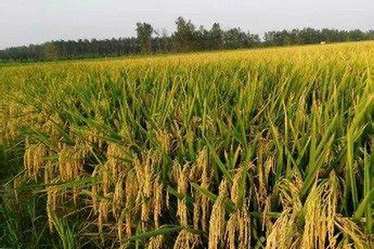 水稻田该如何施用硼肥