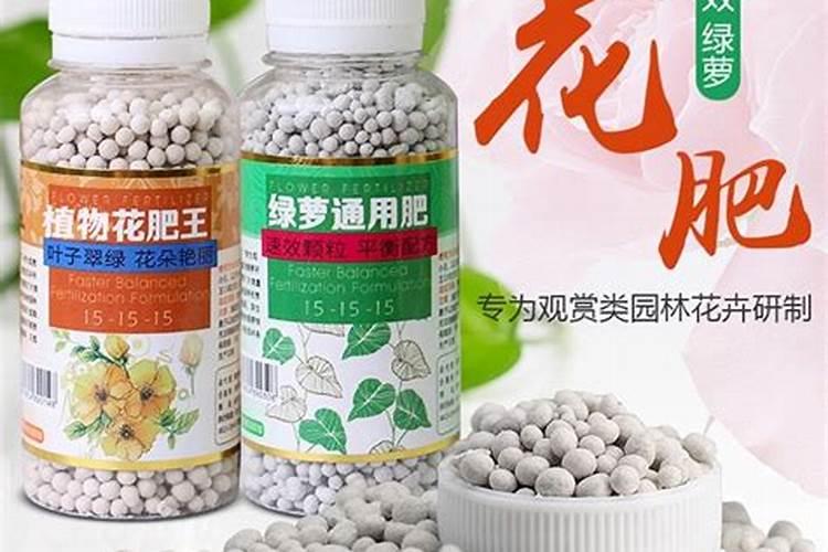 绿萝怎么施肥养才能更旺盛