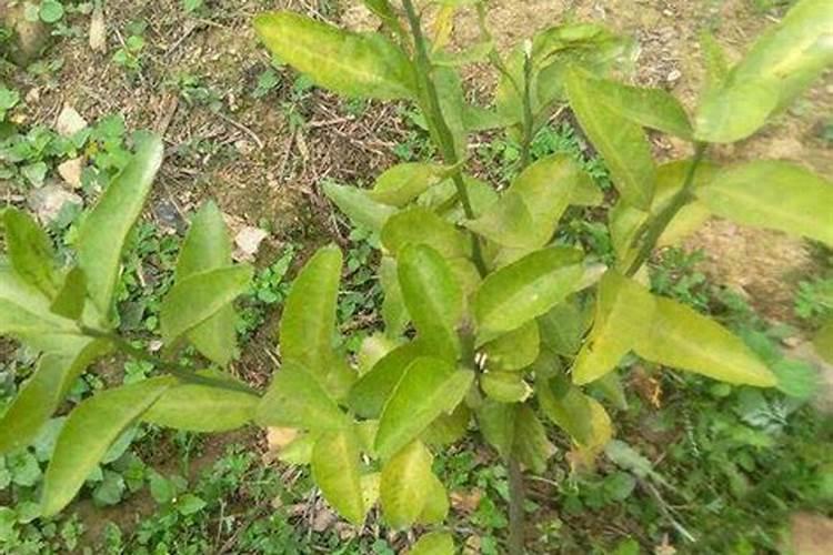 刚种了一年的沙糖桔果树须根烂了还有救吗？