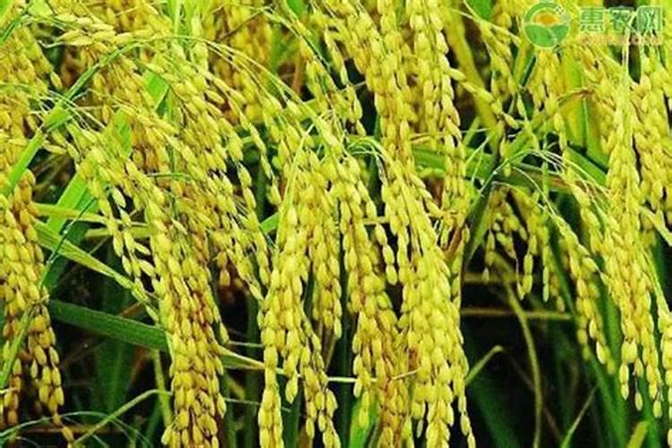 复合肥100斤价格表