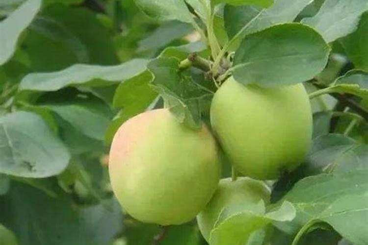 苹果树什么时候打上色药