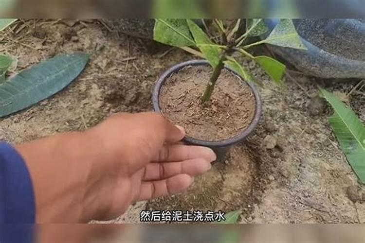 芒果冬季如何种植管理 安全过冬方法是什么