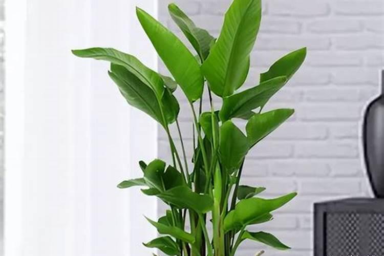 怎么给植物补钾效果好？