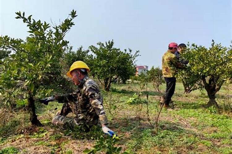 砂糖橘保花保果专用增产叶面肥料？砂糖橘挂果期施什么肥料好？