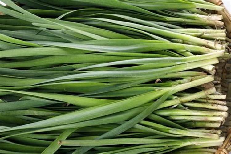 韭菜不爱长,整棵叶子都是弯的,叶片发黄