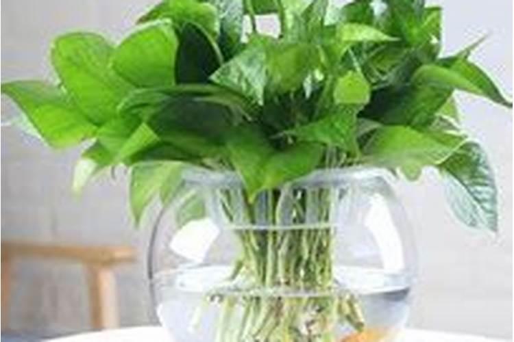 鱼蛋白使用注意事项