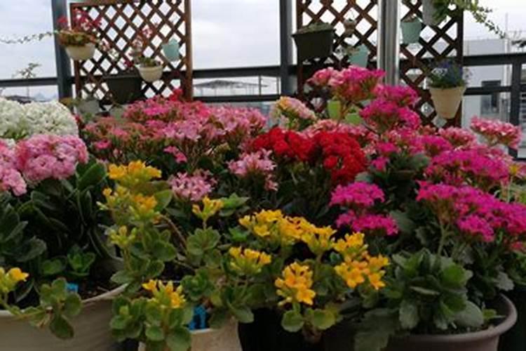 长寿花开花期间能施肥吗