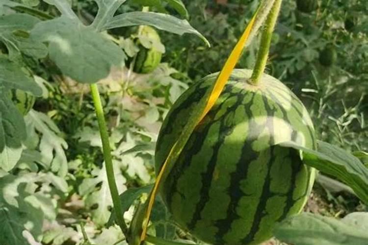 农户种植西瓜,一般多久追一次肥呢？追肥时需要注意些什么？