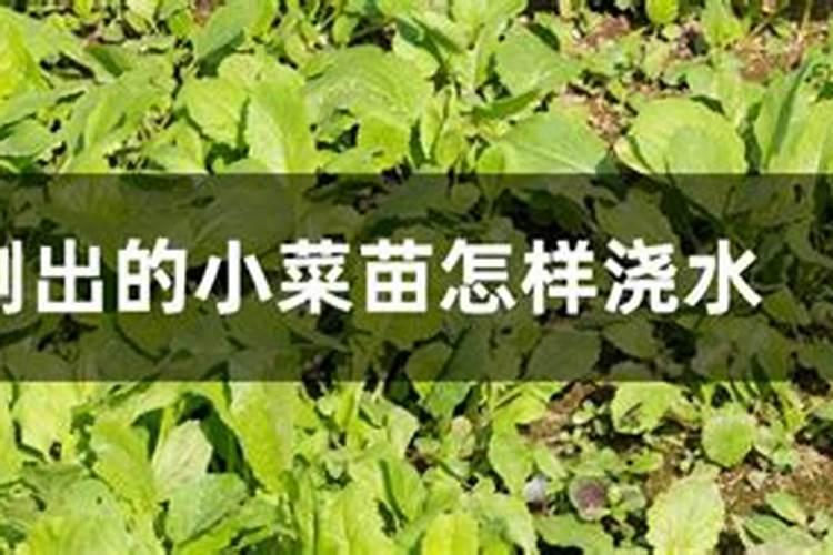 快菜要浇什么肥料