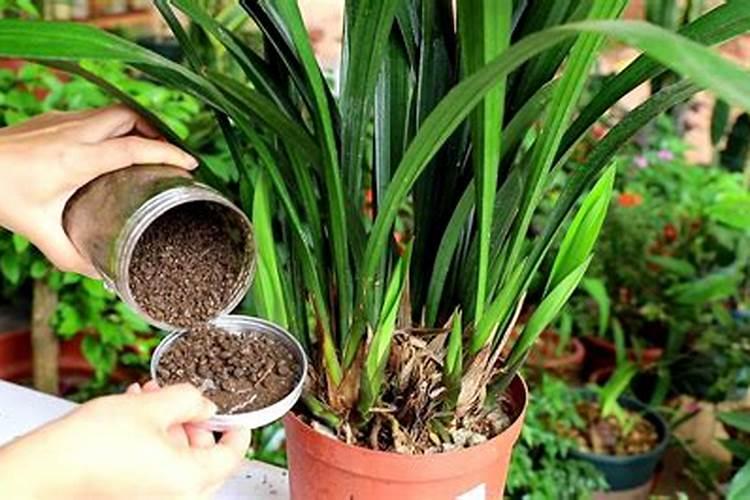 墨兰施肥方法 墨兰如何施肥