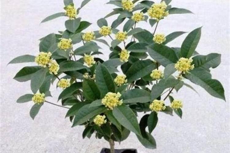 四季桂花施什么肥